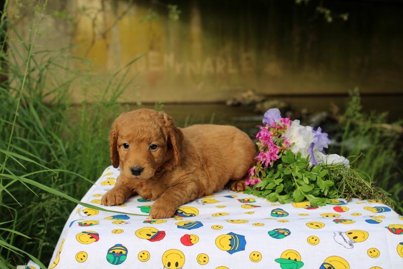 puppy, for, sale, Mini Goldendoodle , Matthew B. Stoltzfus, dog, breeder, Gap, PA, dog-breeder, puppy-for-sale, forsale, nearby, find, puppyfind, locator, puppylocator, aca